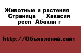  Животные и растения - Страница 3 . Хакасия респ.,Абакан г.